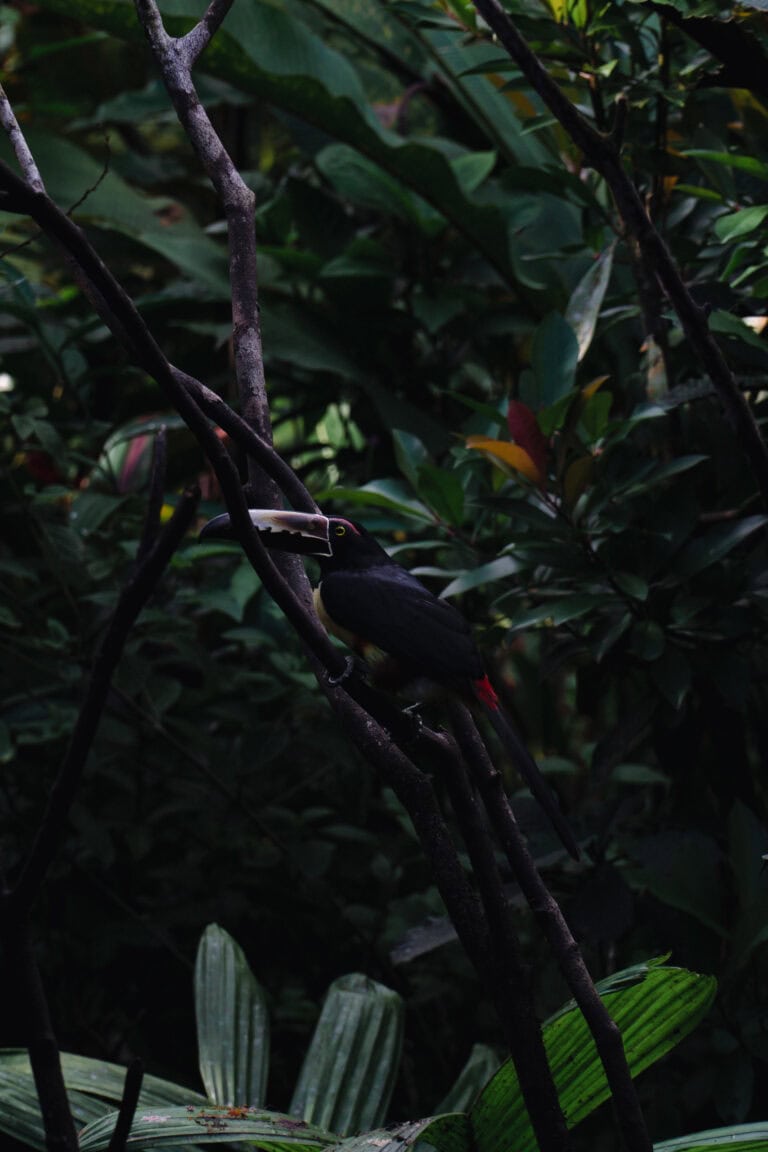 Rio Celeste Hideaway Hotel Review | A Hidden Gem in the Rainforest