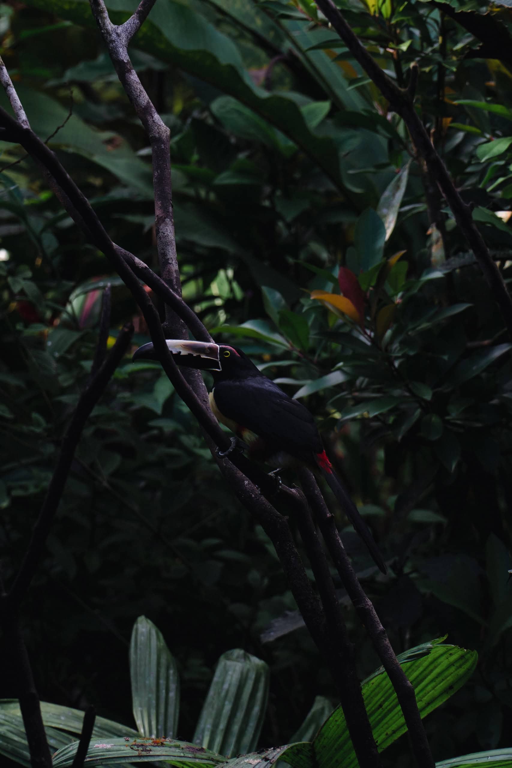 Rio Celeste Hideaway Hotel review – jungle path to a private casita in Costa Rica