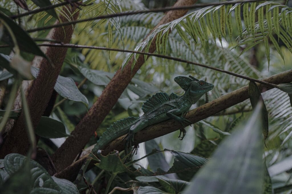Basilisk lizard on a branch at Tabacon, Costa Rica