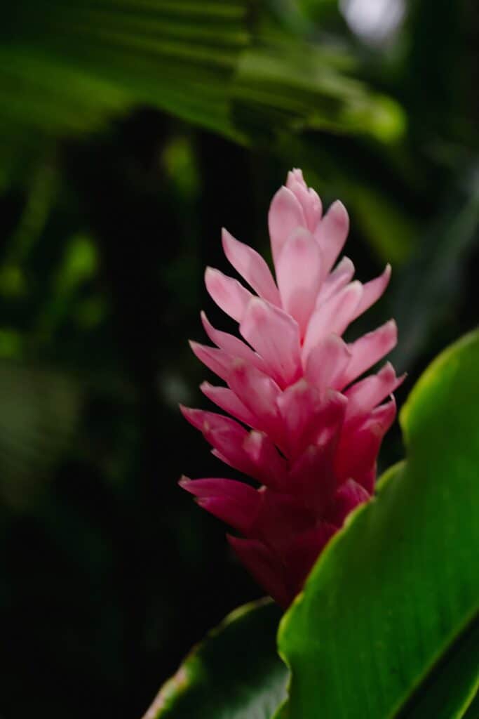 Pink ginger flower at Tabacon Hot Springs