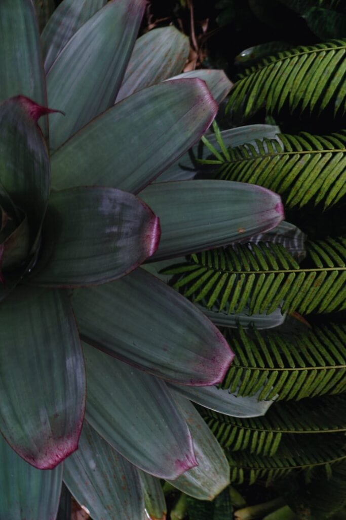 Tropical bromeliad in the Tabacon rainforest gardens