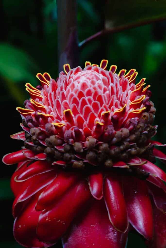 Torch ginger flower in the gardens at Tabacon