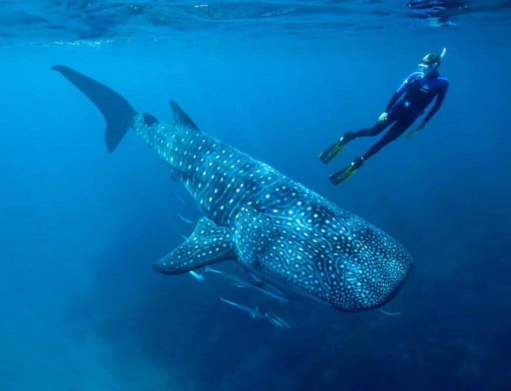 Snorkeler next to a whale shark in the Caribbean