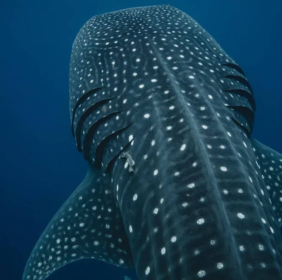 Swimming with a whale shark near Cancun