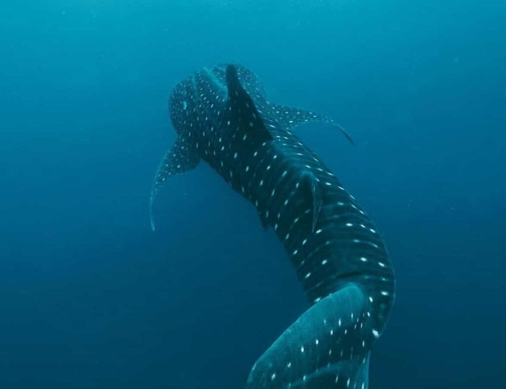 Whale shark underwater off Cancun